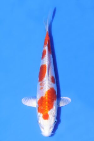 Kikusui - SK-AC20