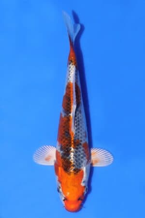 Kujaku - SK-AC22