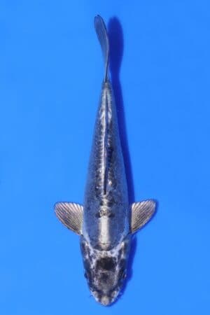Kikokuryu - SK-AC24