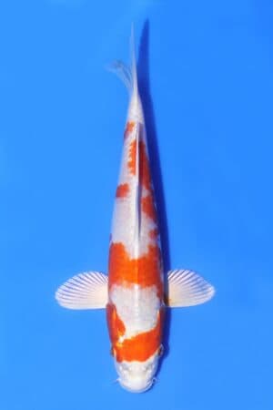 Sakura Ogon - SK-AC25