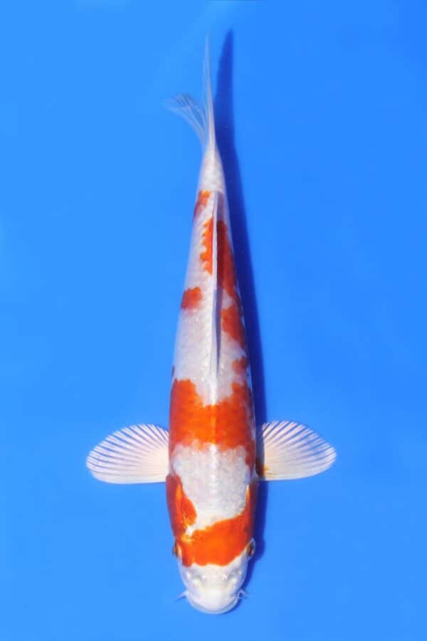 Sakura Ogon - SK-AC25