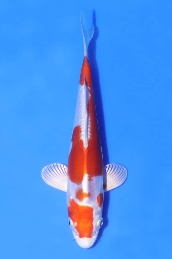 Kikusui - SK-AC28
