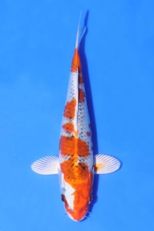 Kujaku - SK-AC29