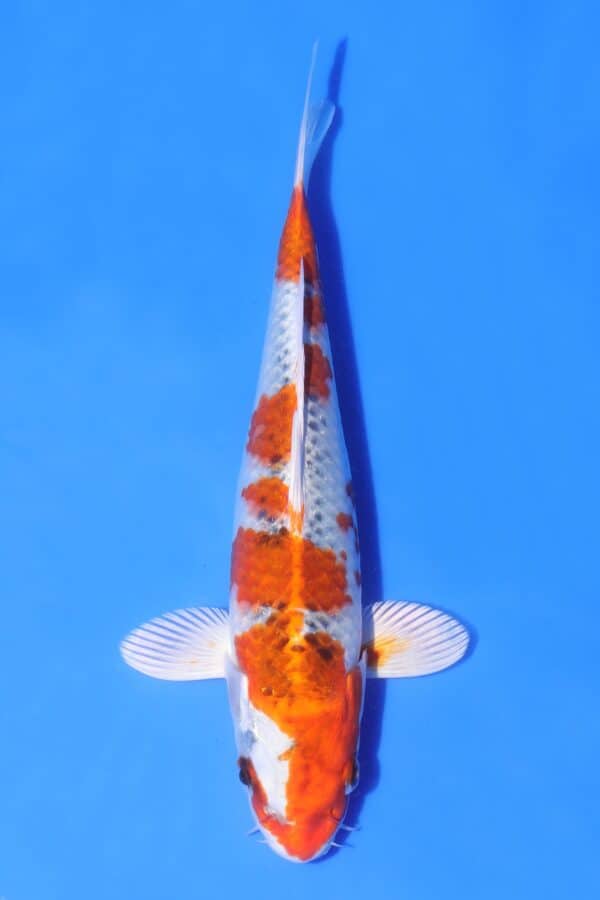 Kujaku - SK-AC29