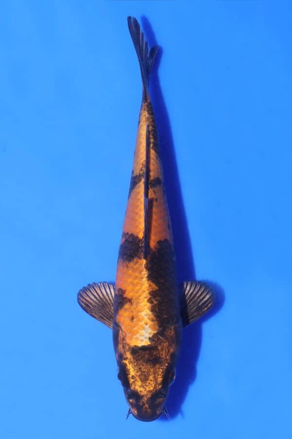 Kin Ki Utsuri - SK-AC30