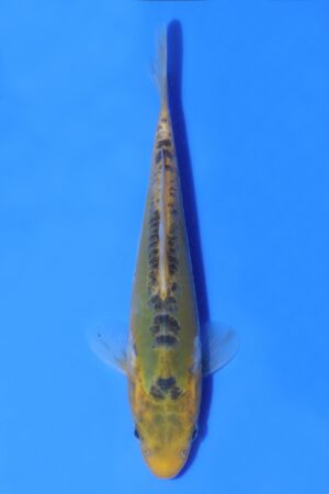 Doitsu Midorigoi - SK-AC31