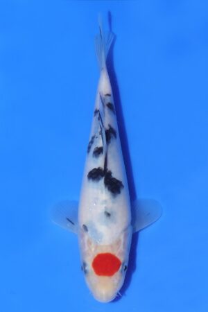 Tancho Sanke - SK-AC37