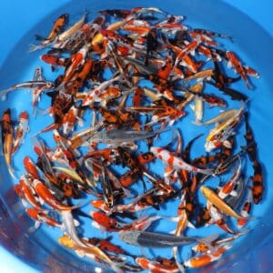 Tosai Mix - SK-MIX01