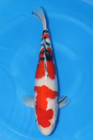 Sanke - SK-018