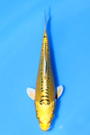 Yellow Dragon - SK-AOK01