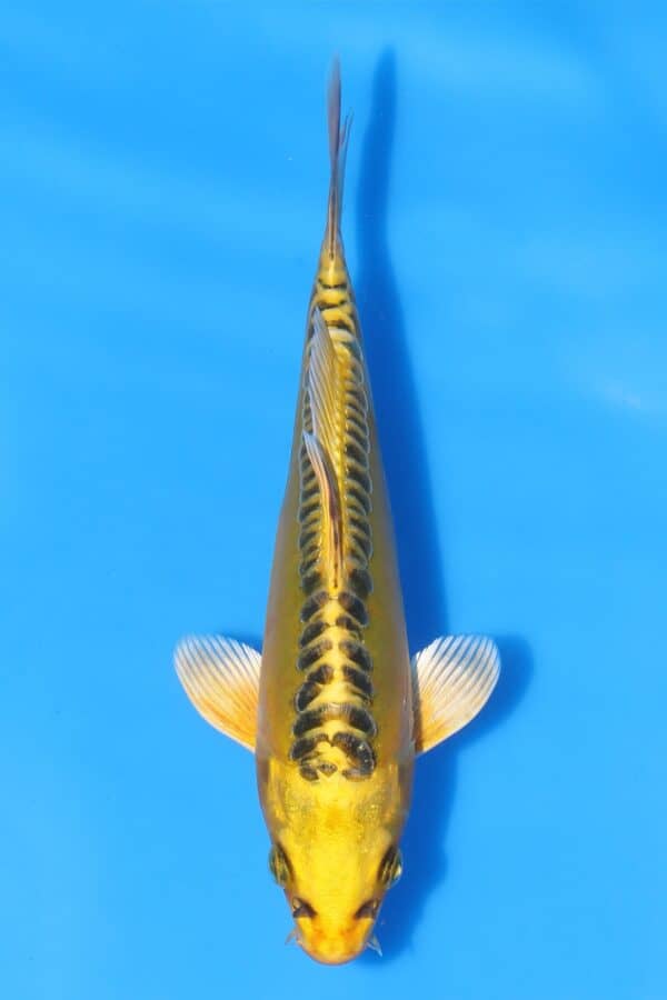 Yellow Dragon - SK-AOK02