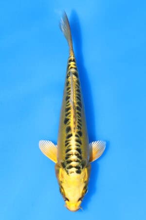 Yellow Dragon - SK-AOK03