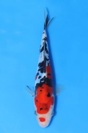 Doitsu Sanke - SK-AOK39