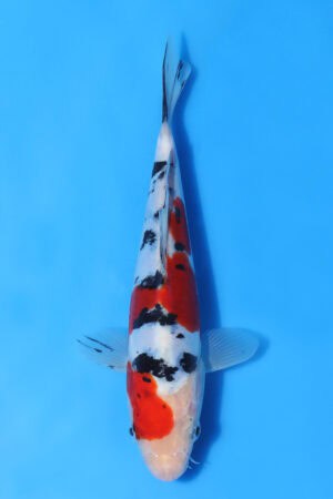 Doitsu Sanke - SK-AOK42