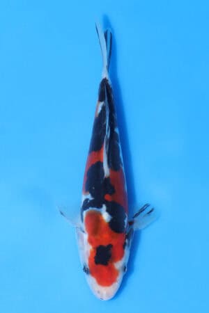 Doitsu Sanke - SK-AOK43