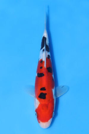 Doitsu Sanke - SK-AOK45