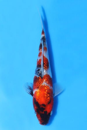 Gin Rin Showa - SK-AOK81