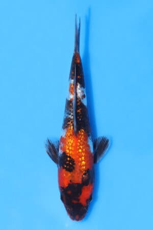 Gin Rin Showa - SK-AOK83