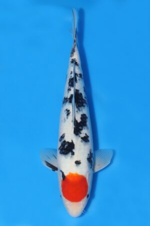 Tancho Sanke - SK-493A