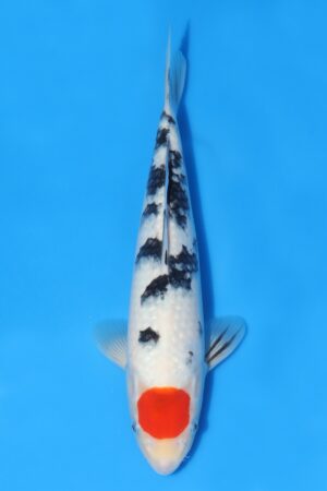 Tancho Sanke - SK-493B