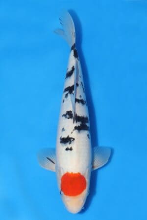 Tancho Sanke - SK-493C