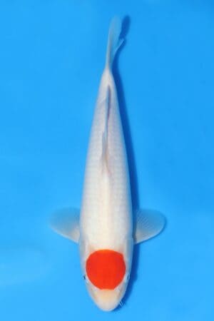 Tancho Kohaku - SK-493E