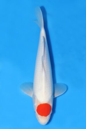 Tancho Kohaku - SK-493G