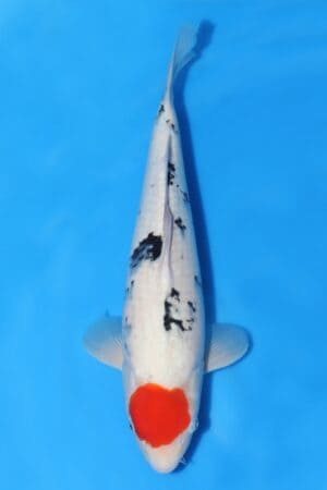 Tancho Sanke - SK-494A