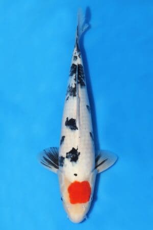 Tancho Sanke - SK-494B