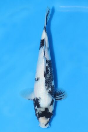 Shiro Utsuri - SK-OMM18