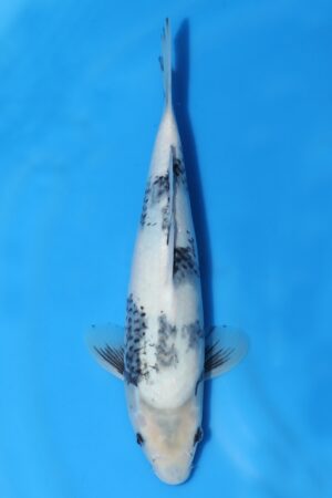 Shiro Utsuri - SK-OMM22