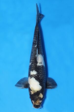 Shiro Utsuri - SK-OMM36