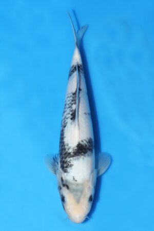 Shiro Utsuri - SK-OMM40