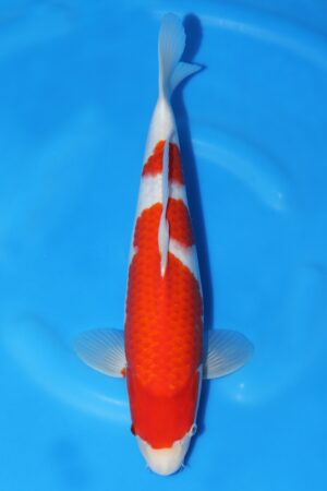 Kohaku - SK-GON18
