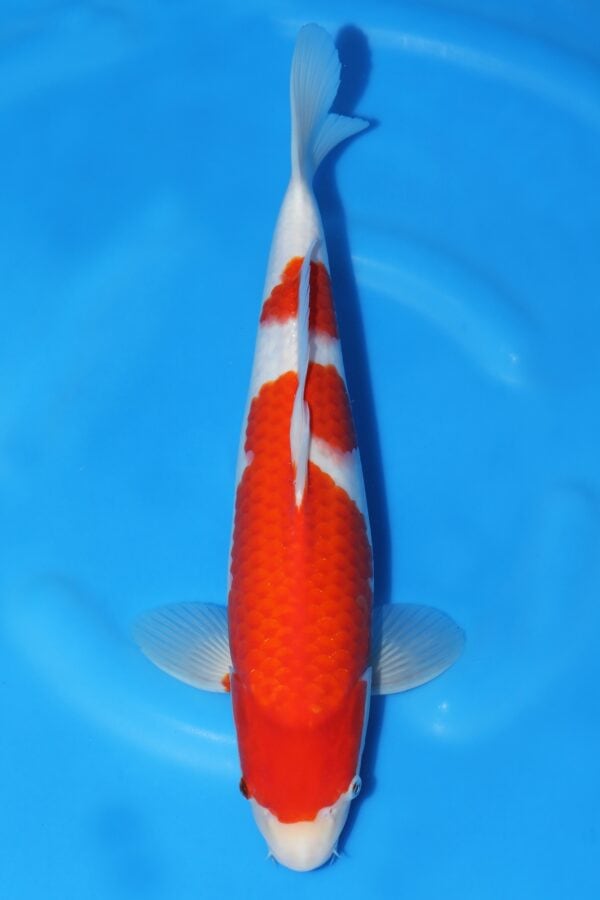 Kohaku - SK-GON18