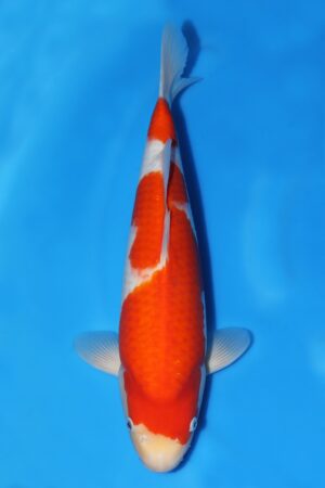 Kohaku - SK-171