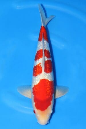 Gin Rin Kohaku - SK-242