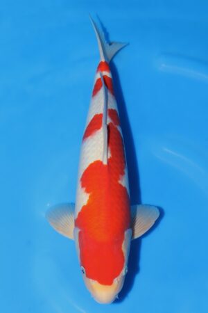 Kohaku - SK-102