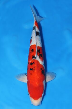 Sanke - SK-246