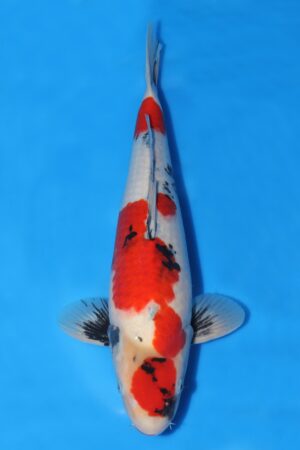 Showa - SK-245