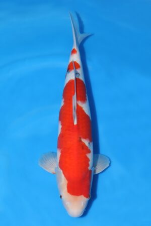 Sanke - SK-247