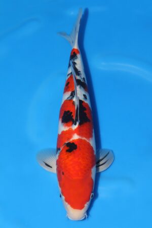 Sanke - SK-085
