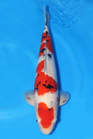 Sanke - SK-343