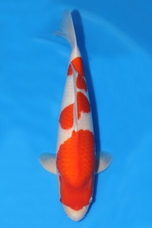 Kohaku - SK-340