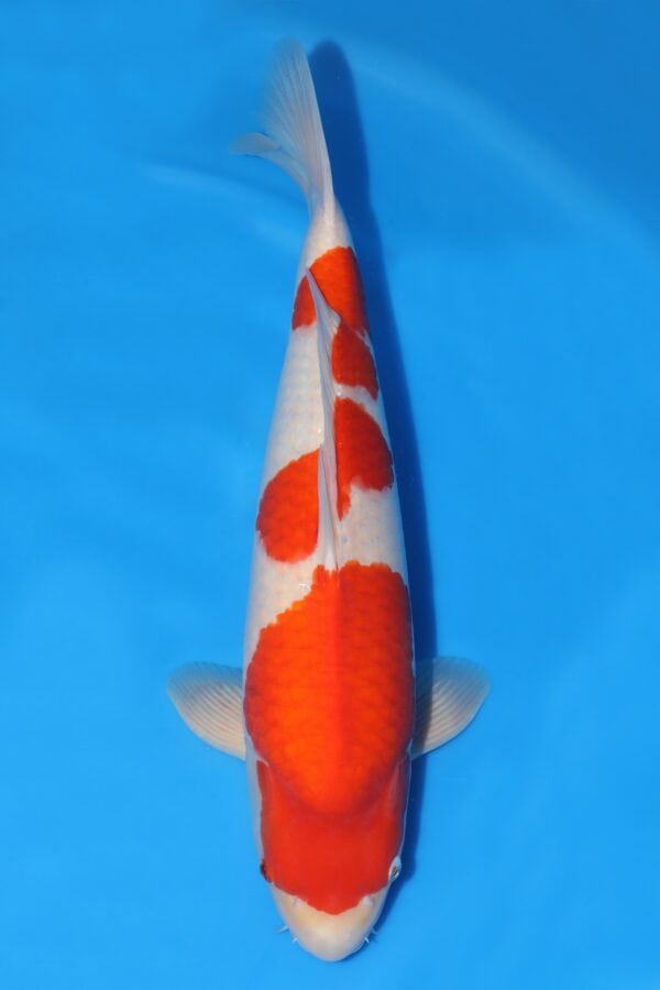 Kohaku - SK-340