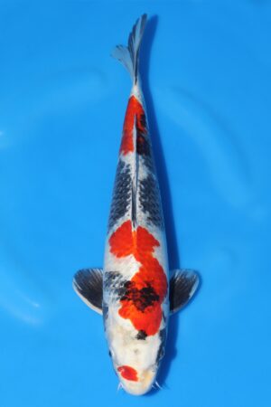 Kin Showa - SK-304
