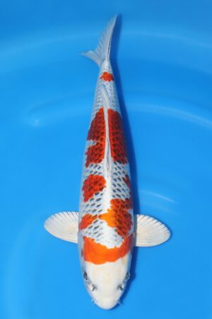 Kujaku - SK-377