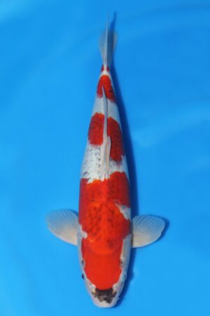 Goshiki - SK-307