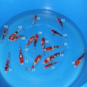 Tamaura Sanke Mix - SK-Tkk01-16