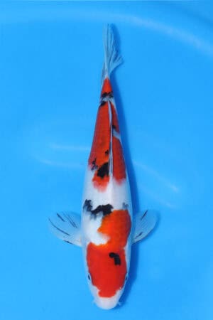 Sanke - SK-535